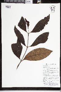 Steganthera royenii image