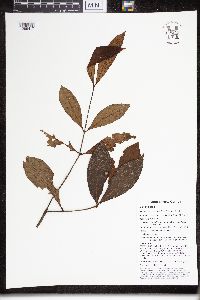 Steganthera hospitans image