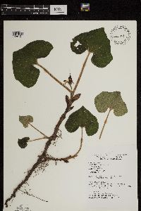 Asarum canadense image