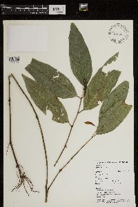 Thumbnail image of current specimen