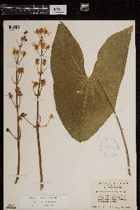 Sagittaria latifolia image