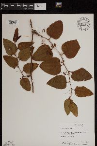 Smilax glauca image
