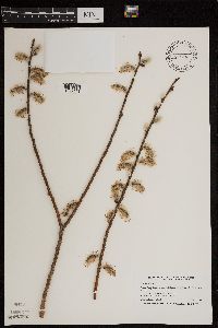 Salix discolor image