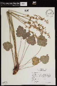 Heuchera richardsonii image