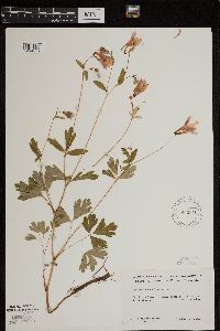 Aquilegia canadensis image