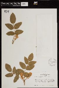 Berberis repens image