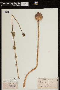 Papaver somniferum image