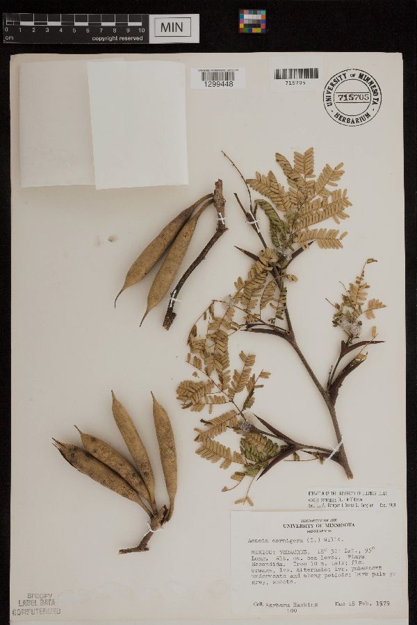 Acacia cornigera image