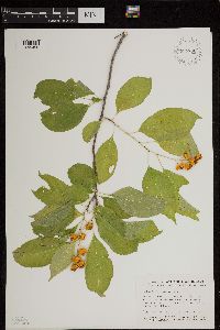 Celastrus scandens image