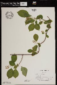 Celastrus scandens image