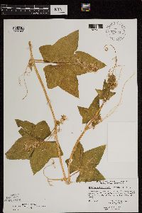 Echinocystis lobata image