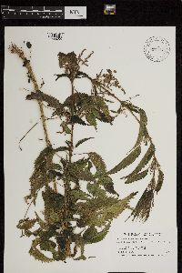 Urtica dioica image