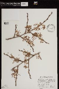 Ulmus americana image