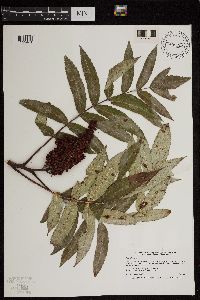 Rhus glabra image