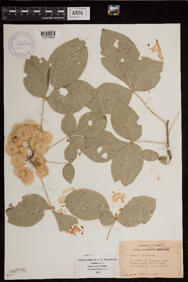 Ptelea trifoliata image