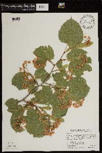 Tilia americana image