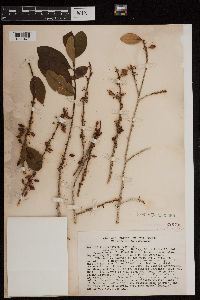 thumbnail image of current specimen