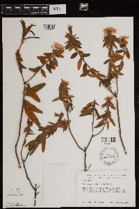 Rhododendron groenlandicum image