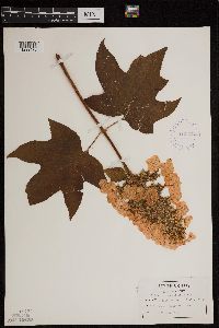 Thumbnail image of current specimen