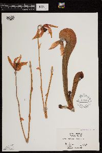Darlingtonia californica image