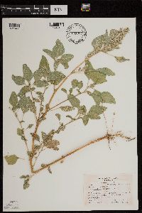 Amaranthus retroflexus image