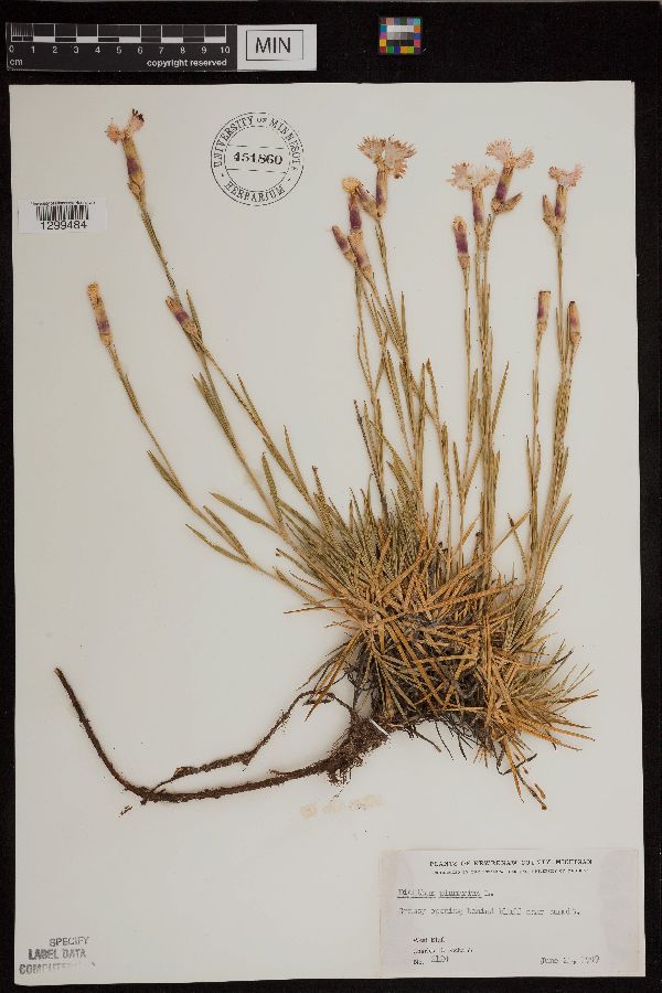 Dianthus plumarius image