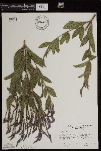 Verbena hastata image