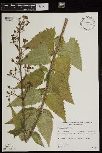 Scrophularia lanceolata image