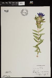 Media resource of Gentiana puberulenta