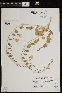Convolvulus arvensis image