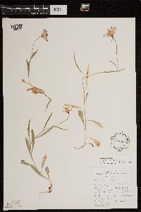 Media resource of Campanula parryi