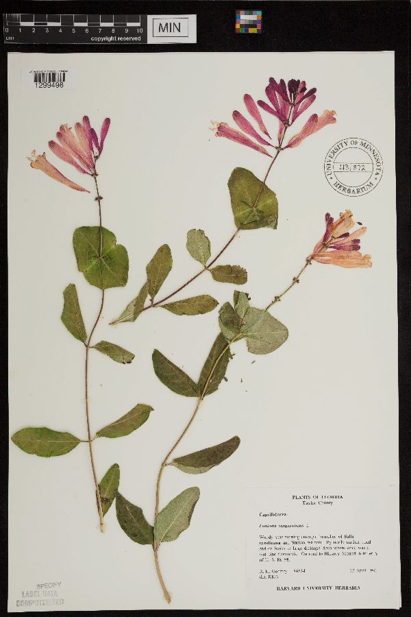 Lonicera sempervirens image