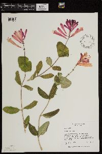 Media resource of Lonicera sempervirens