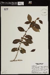 Image Associated With the Occurrence