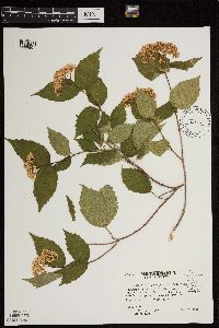 Viburnum rafinesquianum image
