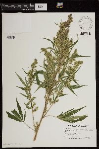 thumbnail image of current specimen