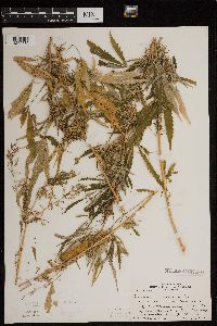thumbnail image of current specimen