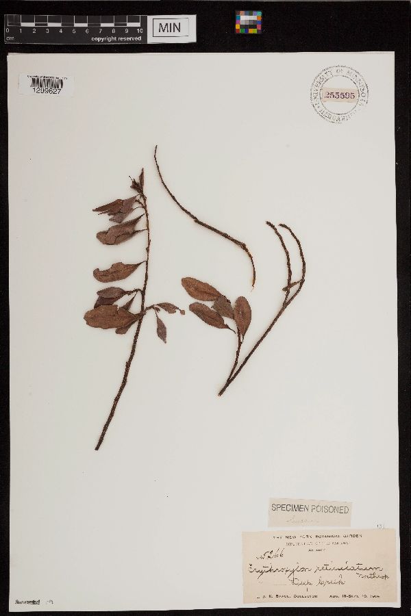 Erythroxylum reticulatum image