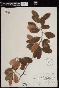 thumbnail image of current specimen