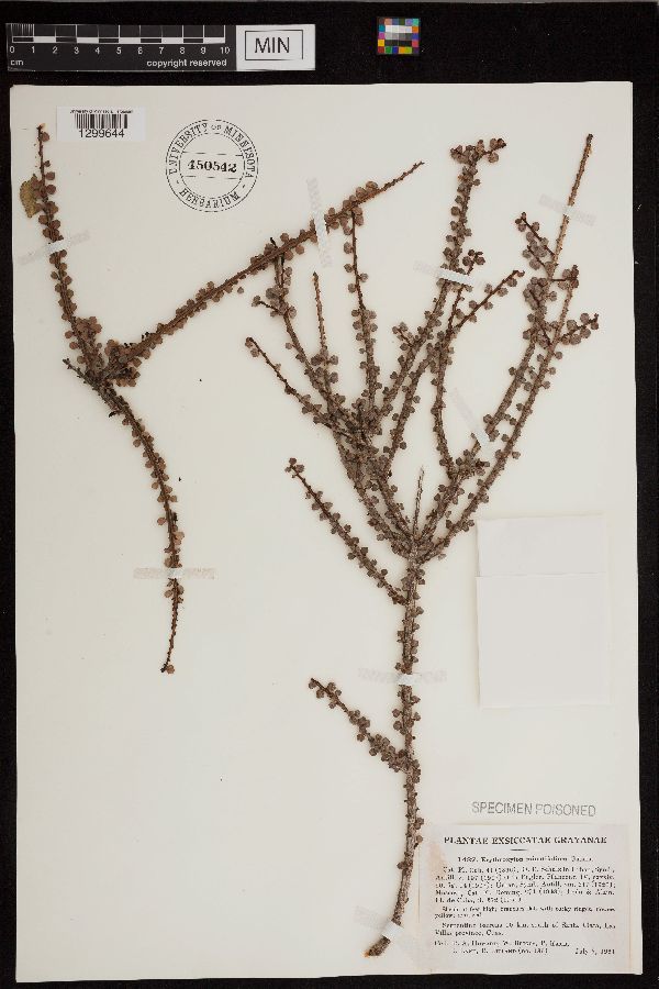 Erythroxylum minutifolium image
