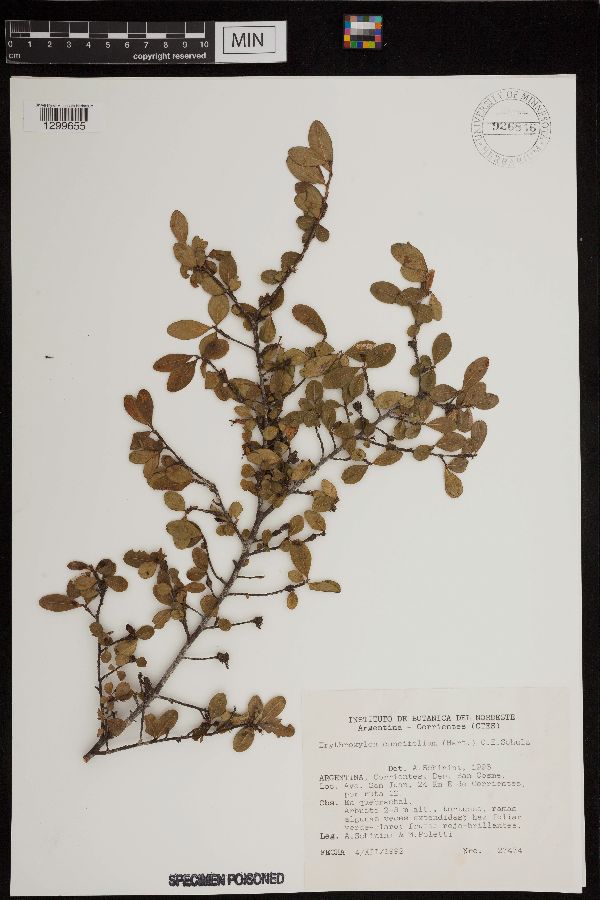 Erythroxylum cuneifolium image