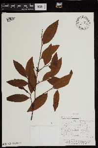 thumbnail image of current specimen
