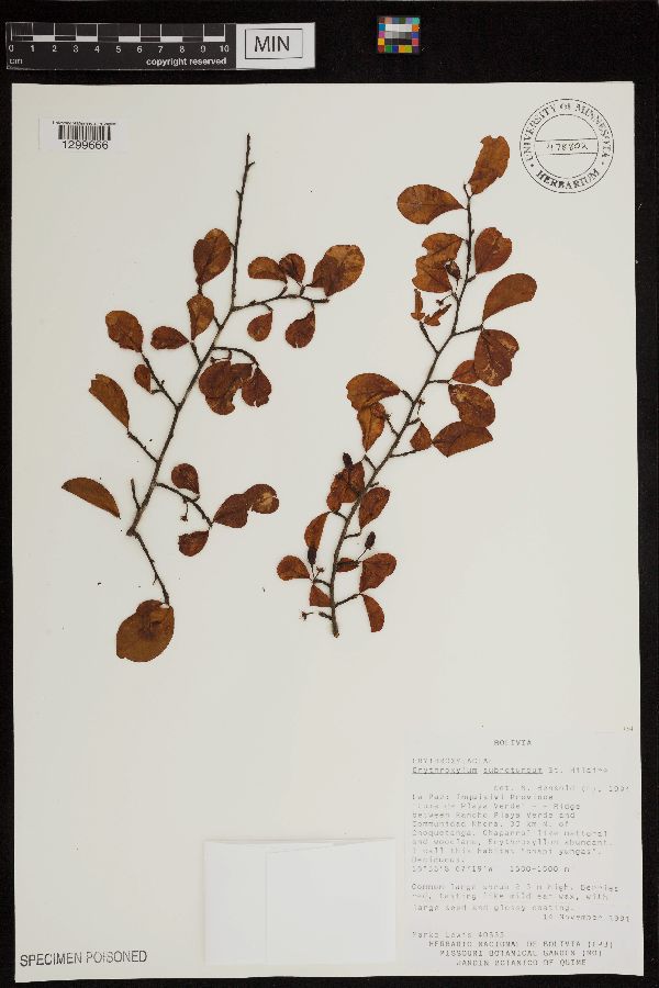 Erythroxylum subrotundum image