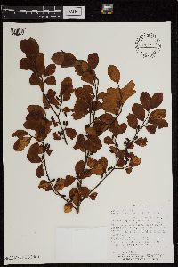 Erythroxylum subrotundum image