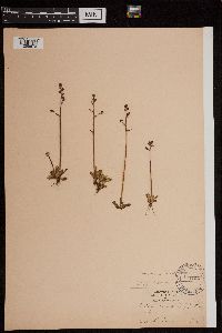 Media resource of Micranthes foliolosa