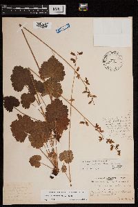 Heuchera richardsonii image