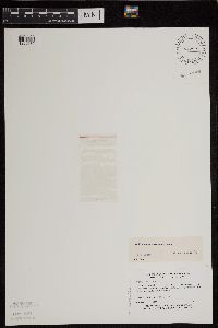 Wolffia borealis image