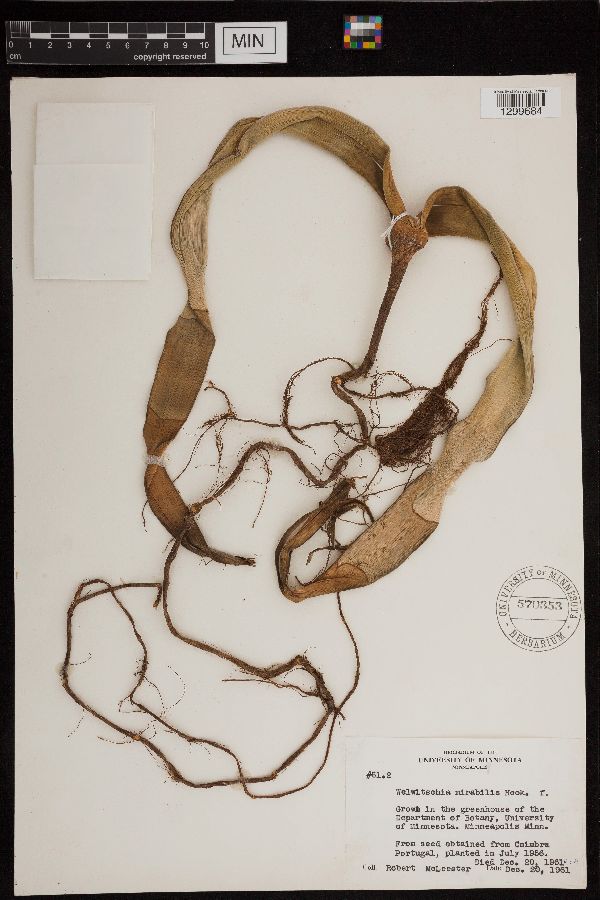 Welwitschia mirabilis image