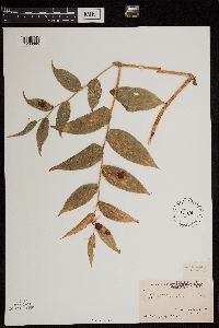 Streptopus lanceolatus image