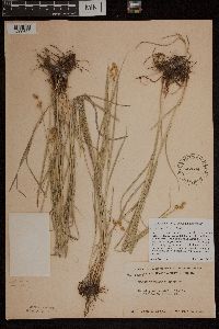 Carex brevior image